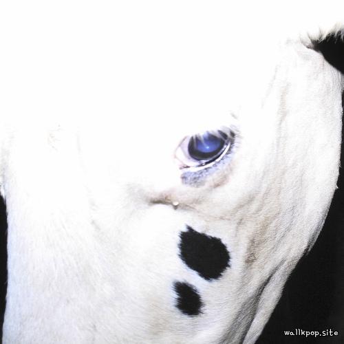 SILICA GEL - NamgungFEFERE (feat. Japanese Breakfast).mp3