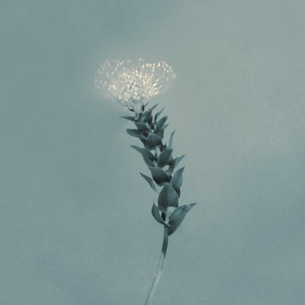 CNBLUE - 그러나 꽃이었다 (Still, a Flower).mp3